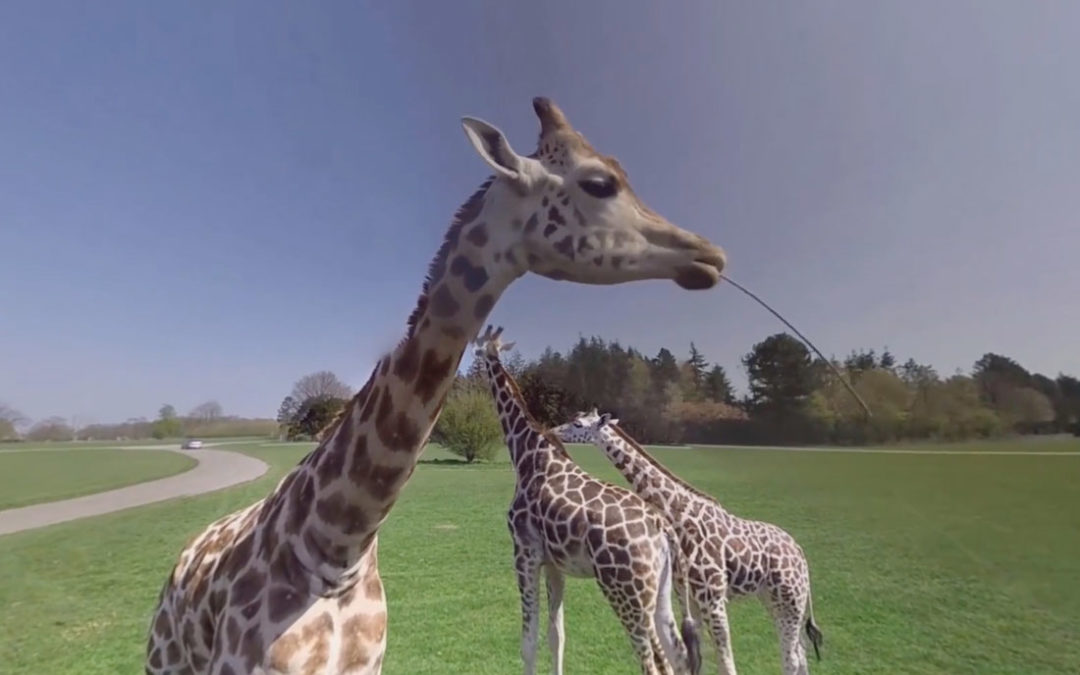 Knuthenborg Safari Park in VR