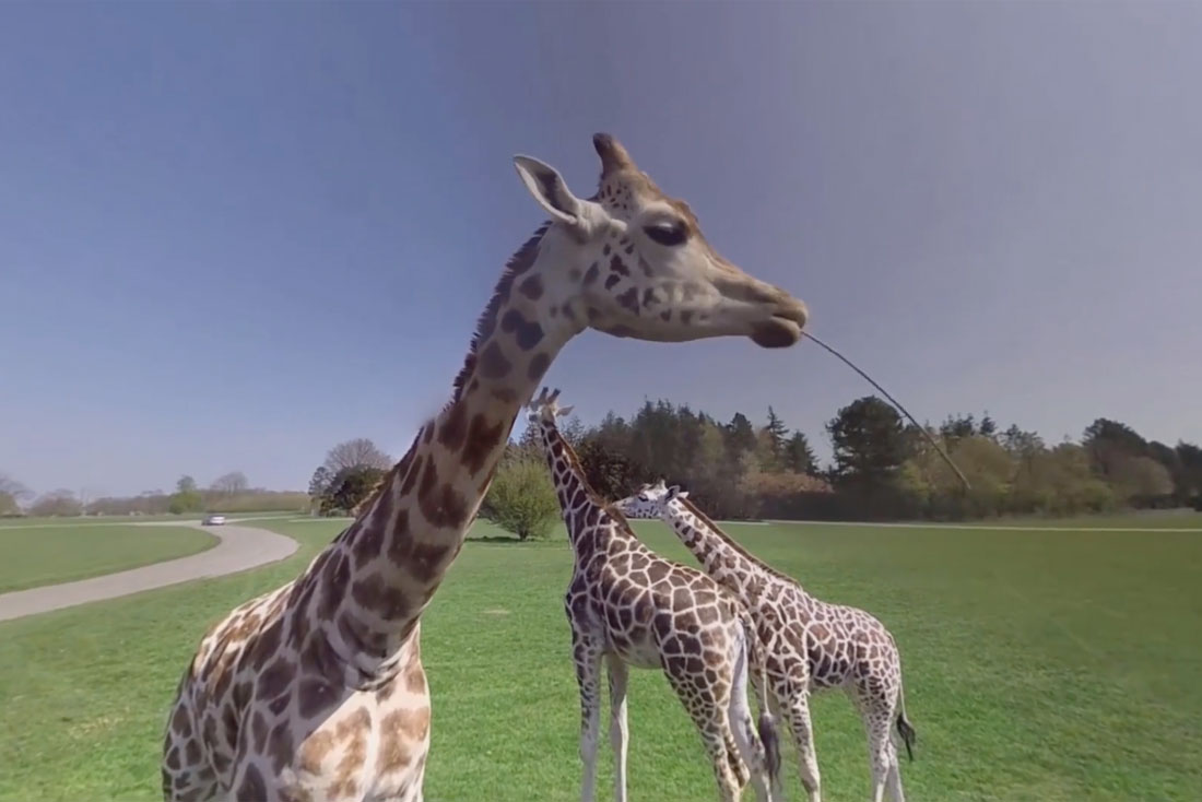 Knuthenborg Safari Park i VR