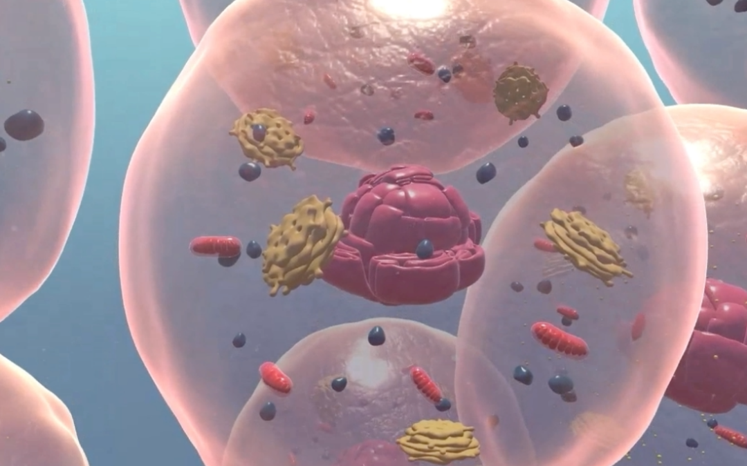 Cells Anatomy I Videnscenter for velfærdsteknologi