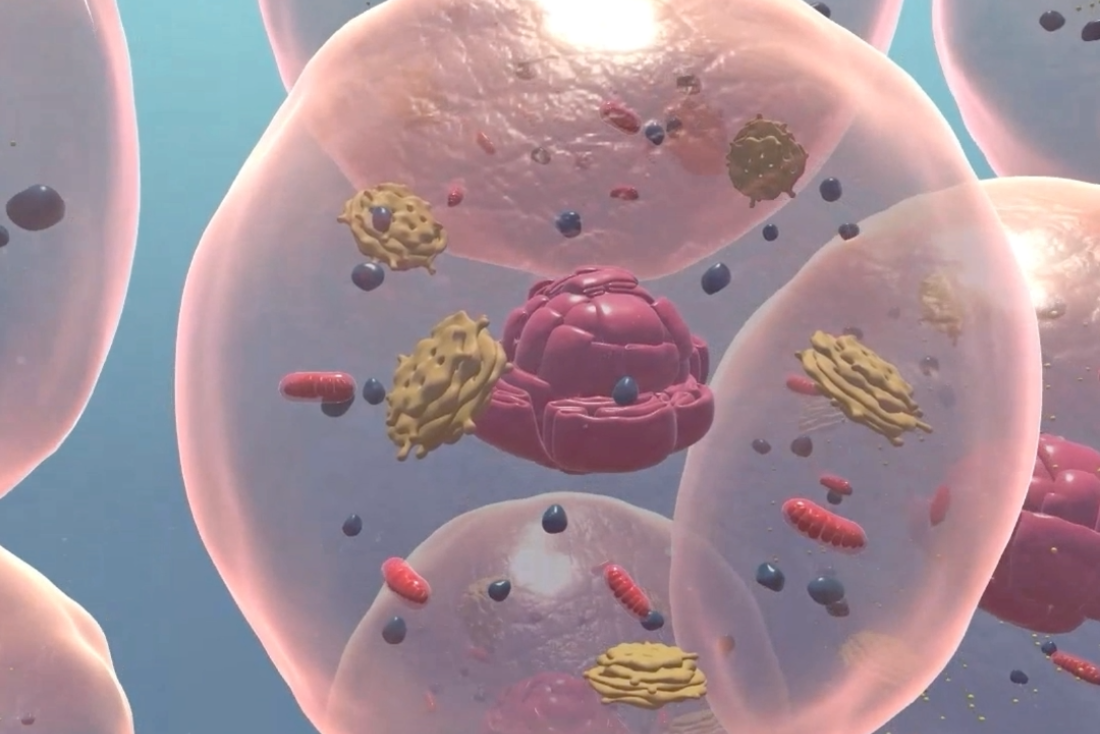 Cells Anatomy I Videnscenter for velfærdsteknologi