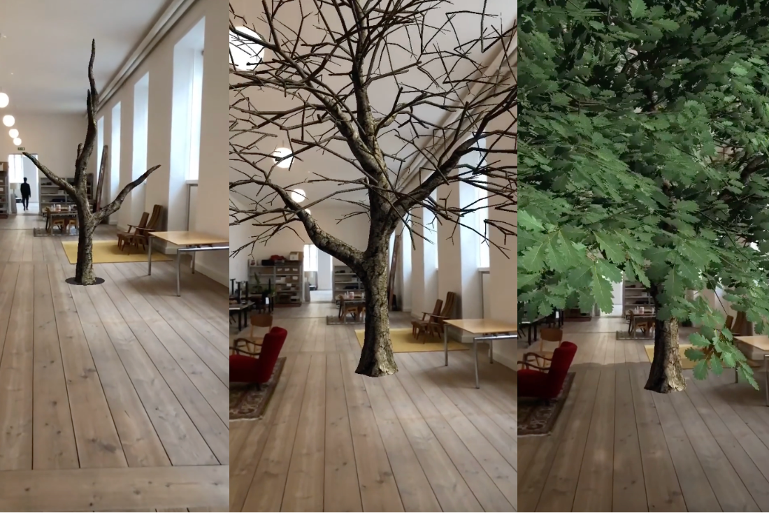 Grow a Sessile Oak Tree in AR I EcoTree